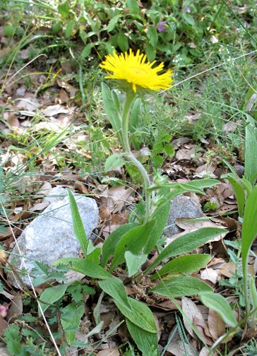 Pentanema montanum (=Inula montana) / Enula montana